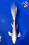 9" Platinum Ogon Butterfly Koi #J82014(X12)