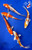 (5) 5-6" Hariwake Koi Pond Pack #J82030(H4)