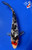8.5" "Pepper" Tancho Sanke Koi #J82023(X19)