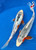 10" Asagi & Shusui Koi Pair  #K8282(X11)
