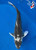 8" Matsukawabake Koi #K8283(X11)
