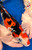 16" Doitsu Sanke Koi #J82630(S2)