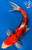 15" Doitsu Sanke Koi #J82631(S2)