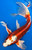 13" Kujaku Butterfly Koi #K988(S2)