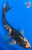9" Matsukawabake Koi #K9822(P4)