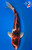 12" Sanke Goromo Koi #K9823(P4) 12" Sanke Goromo Koi #K9823(P4)