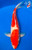 15.5" Doitsu Kohaku Koi #K9829(S2)