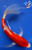 9" Goshiki Butterfly Koi #J91251(X48)