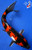 8" Doitsu Showa Koi #J91252(X48)