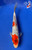 7.5" Gin Rin Goshiki Koi #J91261(X48) 7.5" Gin Rin Goshiki Koi #J91261(X48)