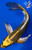 8" Nezu Ogon Butterfly Koi #J91255(X48)