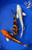 (3) 8-10" "Pumpkin Splashers" Koi Pond Pack #J92330(P8)