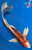 17" Kujaku Butterfly Koi #K9222(S1)