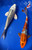(2) 9-10" Koi Pair #J92613(X32)