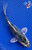 5.5" Kikokuryu Koi #J102037(X22)
