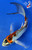 9" Doitsu Butterfly Koi #J111310(X27)
