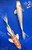 8-9" Hariwake Koi Pair #J111320(X31)