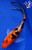 6.5" Doitsu Sanke Butterfly Koi #J111330(X39)