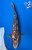 11.5" Shusui Koi #J111339(P4)