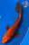 10.5" "Pumpkin Pie" Butterfly Koi #J111341(P5)