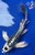 9.5" Kikokuryu Butterfly Koi #J111419(X7)