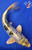 9" Gin Shiro Bekko Koi #J111431(X9)