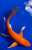 9" Benigoi Butterfly Koi #J12316(P9)
