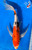 17" Sanke Butterfly Koi #J163(M22)
