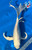 15" "Opaline" Gin Rin Platinum Ogon Butterfly Koi #J1615(M22)