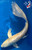 15" "Goldie" Yamabuki Ogon Butterfly Koi #J1618(M22)