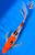 15" Sanke Butterfly Koi #J193(M20)