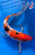 15" Sanke Butterfly Koi #J193(M20)