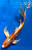 11" Hariwake Butterfly Koi #J1920(M20) 