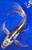 14" Kinsui Butterfly Koi #K1910(M20)