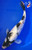 13" Showa Koi #K1919(M21)