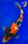 14.5" Showa Koi #K1929(M21)