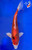 11" Doitsu Yamato Nishiki Koi #K1931(M21)