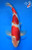 12" Doitsu Kohaku #L4062(M21)