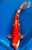 20"  Sanke Koi #K1155(M23)