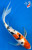 15" Sanke Butterfly Koi #K11512(M23)