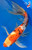 15" Sanke Butterfly Koi #K11522(M23)