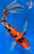 9" Gin Rin Sanke Butterfly Koi #K11528(M23)