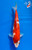 10" Goromo Koi #K11533(M23)