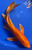 12" "Blaze" Orenji Ogon Butterfly Koi #J1101(P2)