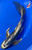 9" Doitsu Butterfly Koi #J11025(X5)