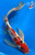 15" Sanke Butterfly Koi #J1148(M20)