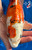 12" Doitsu Yamato Nishiki Koi #J11413(M20)