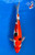 15.5" Doitsu Sanke Koi #J11416(M20)