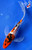 8" Doitsu Sanke Butterfly Koi #J11620(P11)