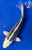 8" Gin Matsuba Koi #J11629(P12)